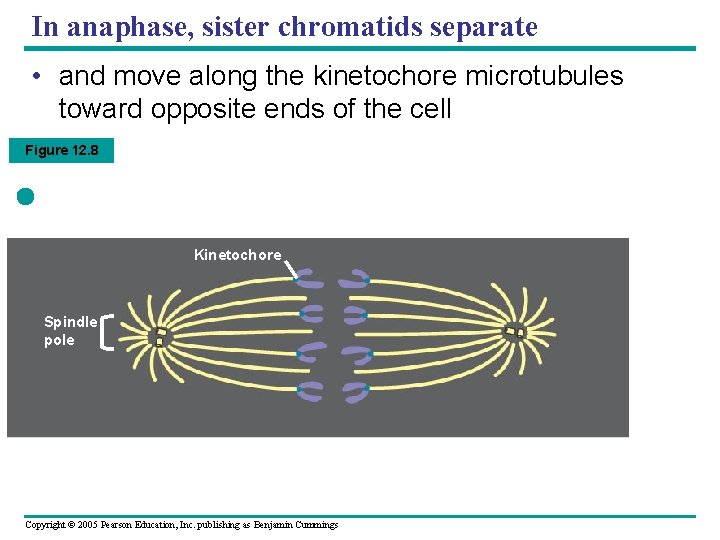In anaphase, sister chromatids separate • and move along the kinetochore microtubules toward opposite In anaphase, sister chromatids separate • and move along the kinetochore microtubules toward opposite