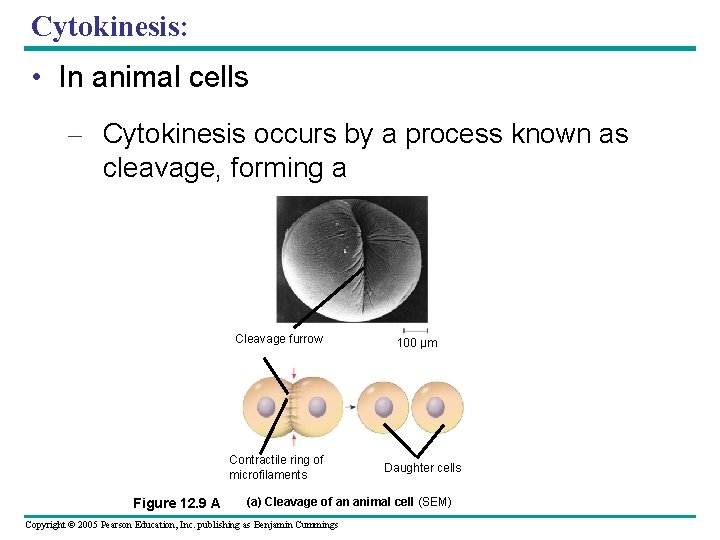 Cytokinesis: • In animal cells – Cytokinesis occurs by a process known as cleavage, Cytokinesis: • In animal cells – Cytokinesis occurs by a process known as cleavage,