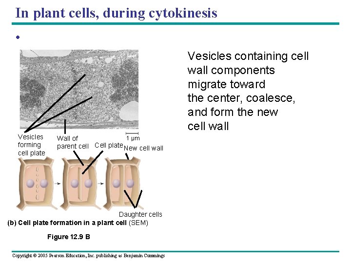 In plant cells, during cytokinesis • Vesicles containing cell wall components migrate toward the In plant cells, during cytokinesis • Vesicles containing cell wall components migrate toward the