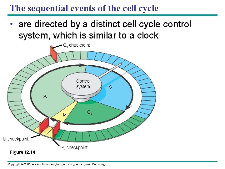 The sequential events of the cell cycle • are directed by a distinct cell The sequential events of the cell cycle • are directed by a distinct cell