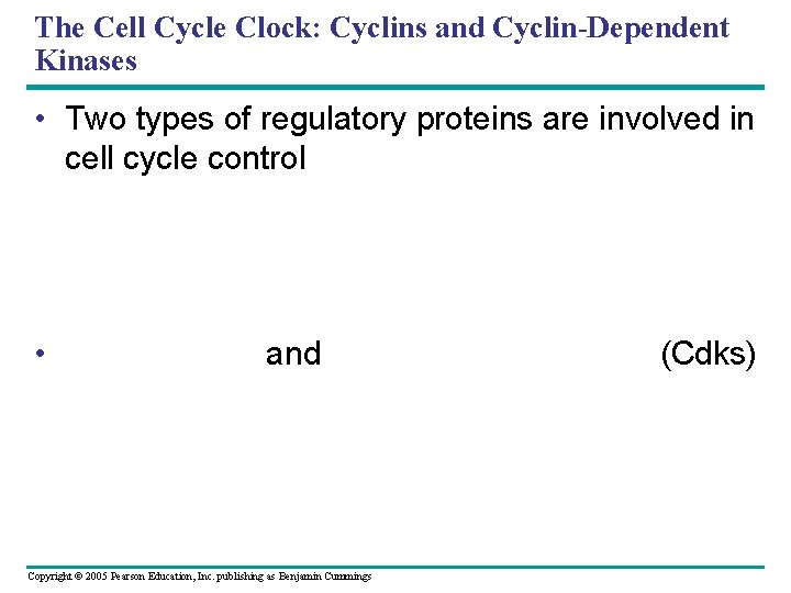 The Cell Cycle Clock: Cyclins and Cyclin-Dependent Kinases • Two types of regulatory proteins The Cell Cycle Clock: Cyclins and Cyclin-Dependent Kinases • Two types of regulatory proteins