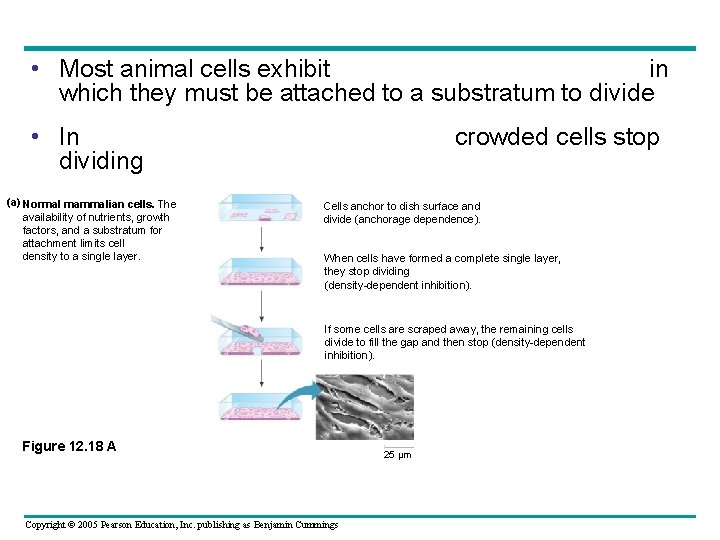 • Most animal cells exhibit in which they must be attached to a • Most animal cells exhibit in which they must be attached to a