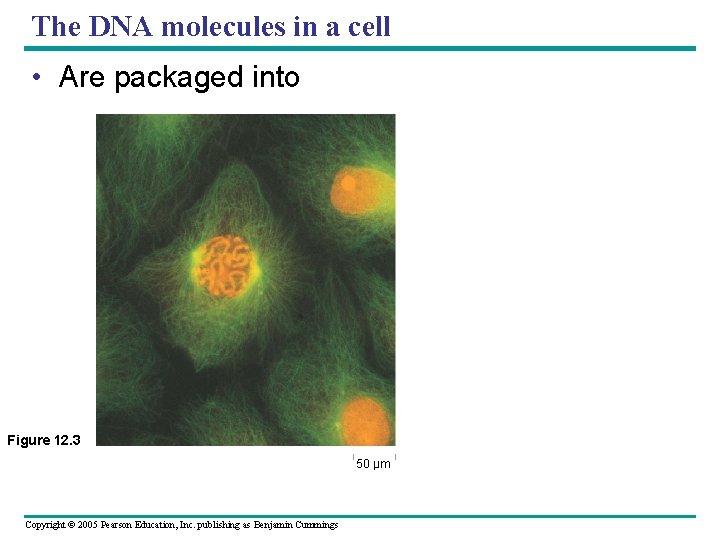The DNA molecules in a cell • Are packaged into Figure 12. 3 50 The DNA molecules in a cell • Are packaged into Figure 12. 3 50