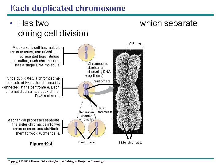 Each duplicated chromosome • Has two during cell division A eukaryotic cell has multiple Each duplicated chromosome • Has two during cell division A eukaryotic cell has multiple
