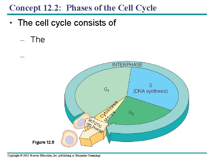 Concept 12. 2: Phases of the Cell Cycle • The cell cycle consists of Concept 12. 2: Phases of the Cell Cycle • The cell cycle consists of