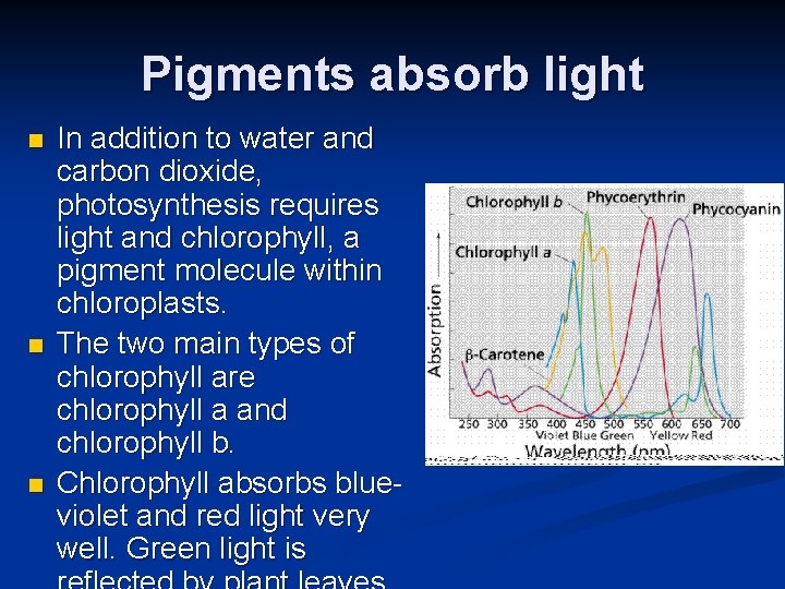Pigments absorb light n n n In addition to water and carbon dioxide, photosynthesis