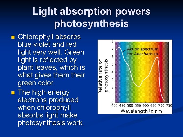 Light absorption powers photosynthesis n n Chlorophyll absorbs blue-violet and red light very well.