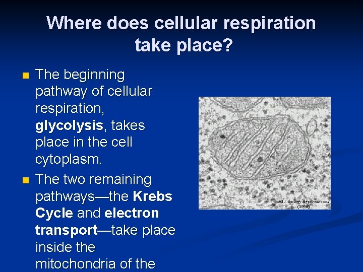 Where does cellular respiration take place? n n The beginning pathway of cellular respiration,