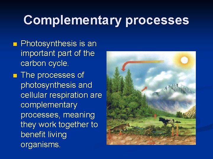 Complementary processes n n Photosynthesis is an important part of the carbon cycle. The