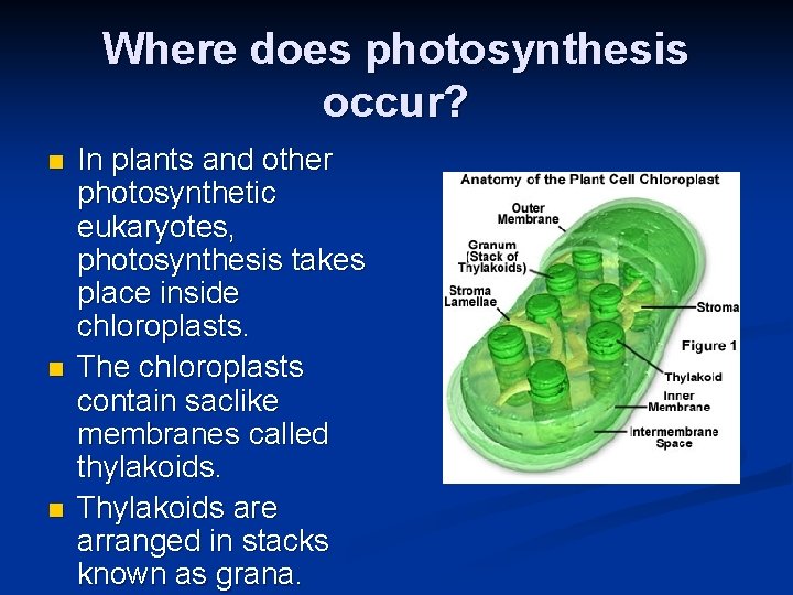 Where does photosynthesis occur? n n n In plants and other photosynthetic eukaryotes, photosynthesis