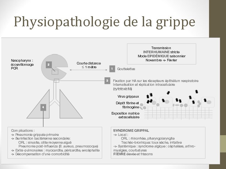 Physiopathologie de la grippe 