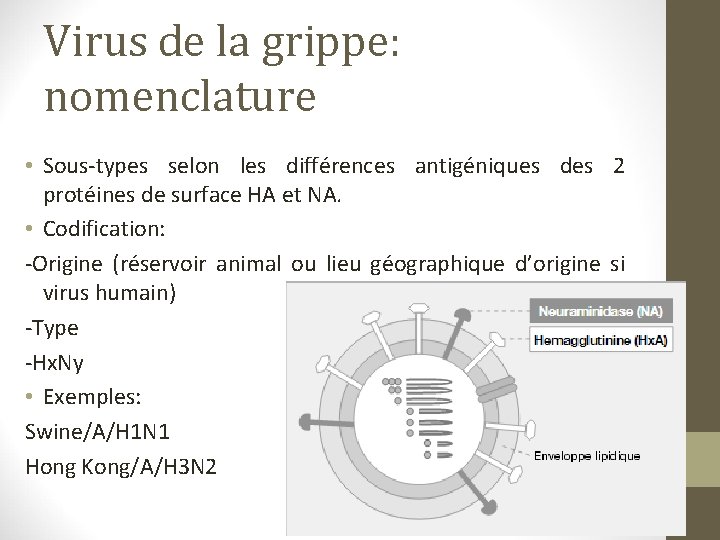 Virus de la grippe: nomenclature • Sous-types selon les différences antigéniques des 2 protéines