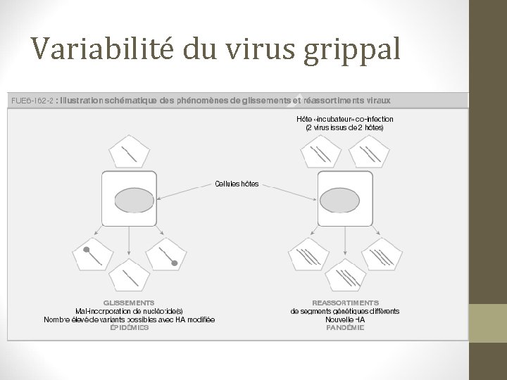 Variabilité du virus grippal 