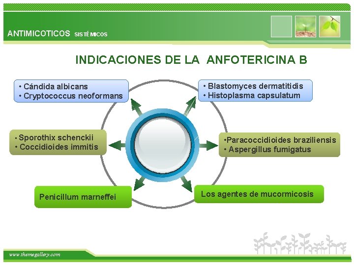 ANTIMICOTICOS SISTÉMICOS INDICACIONES DE LA ANFOTERICINA B • Cándida albicans • Cryptococcus neoformans •