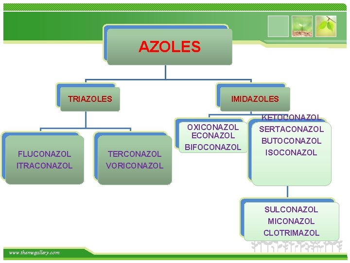 AZOLES TRIAZOLES IMIDAZOLES KETOCONAZOL OXICONAZOL ECONAZOL FLUCONAZOL ITRACONAZOL TERCONAZOL BIFOCONAZOL SERTACONAZOL BUTOCONAZOL ISOCONAZOL VORICONAZOL