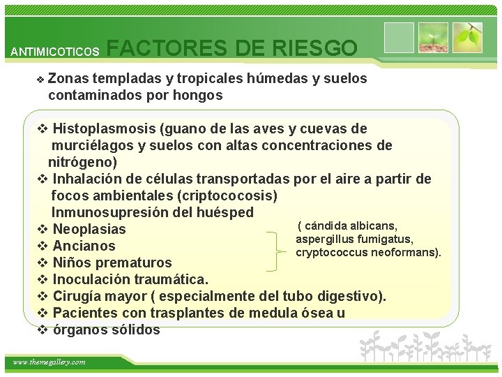 ANTIMICOTICOS FACTORES DE RIESGO v Zonas templadas y tropicales húmedas y suelos contaminados por