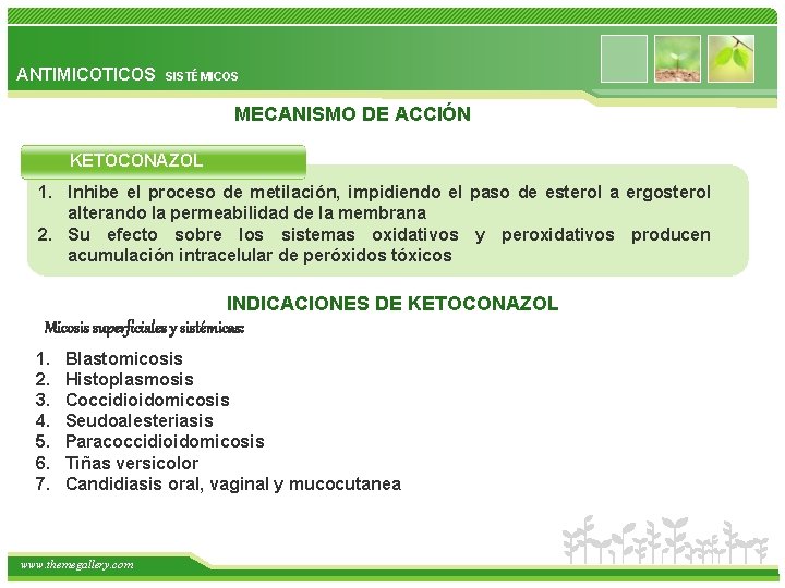 ANTIMICOTICOS SISTÉMICOS MECANISMO DE ACCIÓN KETOCONAZOL 1. Inhibe el proceso de metilación, impidiendo el