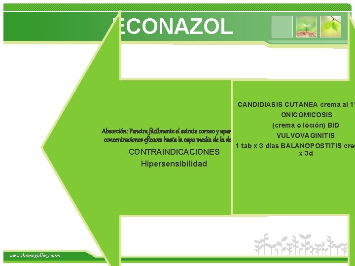 ECONAZOL CANDIDIASIS CUTANEA crema al 1% ONICOMICOSIS (crema o loción) BID Absorción: Penetra fácilmente