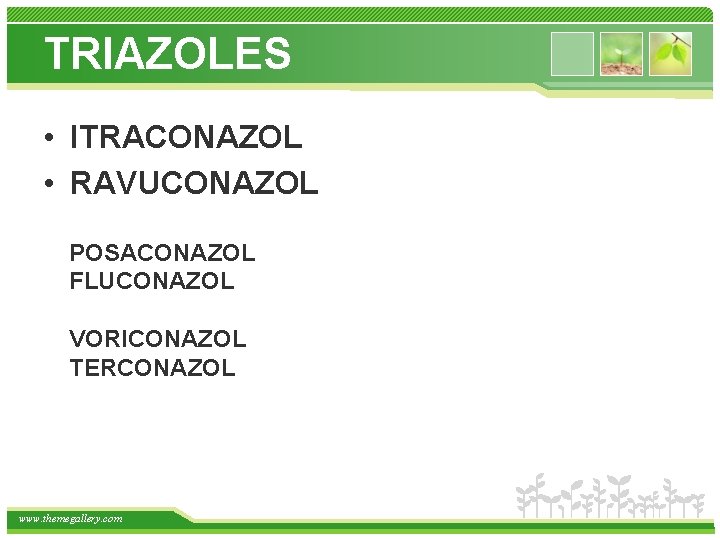 TRIAZOLES • ITRACONAZOL • RAVUCONAZOL POSACONAZOL FLUCONAZOL VORICONAZOL TERCONAZOL www. themegallery. com 