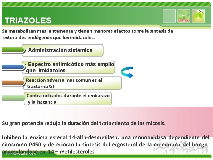 TRIAZOLES Se metabolizan más lentamente y tienen menores efectos sobre la síntesis de esteroides