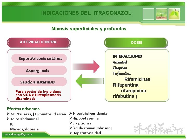 INDICACIONES DEL ITRACONAZOL Micosis superficiales y profundas ACTIVIDAD CONTRA: DOSIS INTERACCIONES Esporotricosis cutánea Astemizol