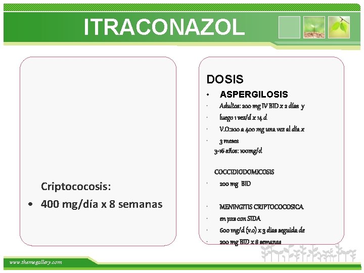 ITRACONAZOL DOSIS • • • Criptococosis: • 400 mg/día x 8 semanas www. themegallery.