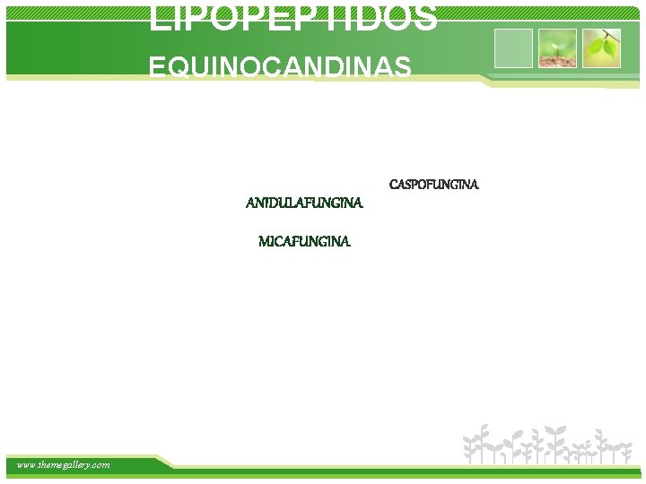 LIPOPEPTIDOS EQUINOCANDINAS CASPOFUNGINA ANIDULAFUNGINA MICAFUNGINA www. themegallery. com 