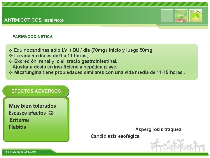 ANTIMICOTICOS SISTÉMICOS FARMACOCINETICA v Equinocandinas sólo I. V. / DU / dia (70 mg