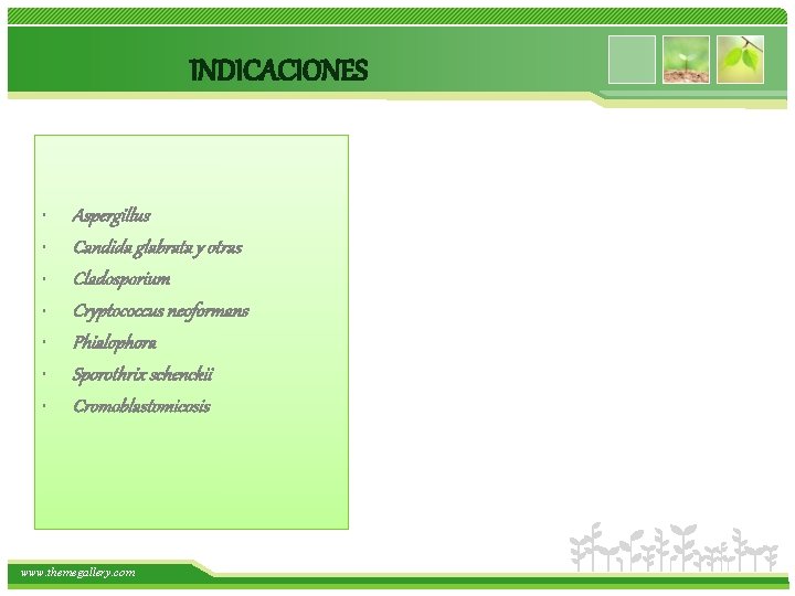 INDICACIONES • • Aspergillus Candida glabrata y otras Cladosporium Cryptococcus neoformans Phialophora Sporothrix schenckii