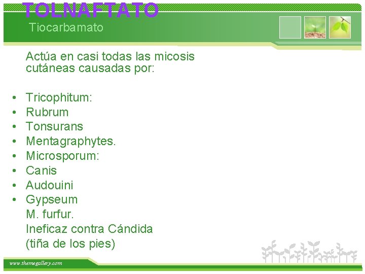 TOLNAFTATO Tiocarbamato Actúa en casi todas las micosis cutáneas causadas por: • • Tricophitum: