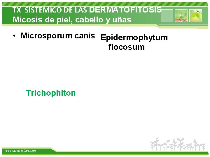 TX SISTEMICO DE LAS DERMATOFITOSIS Micosis de piel, cabello y uñas • Microsporum canis