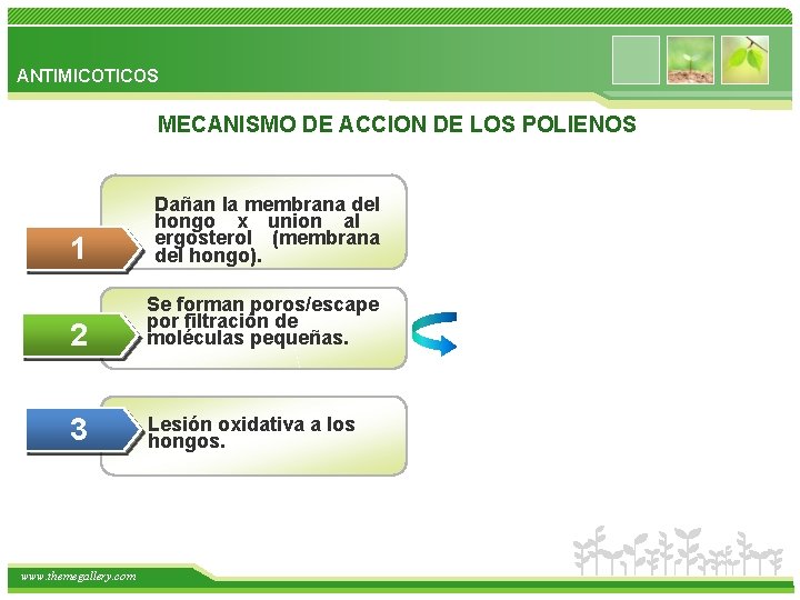 ANTIMICOTICOS MECANISMO DE ACCION DE LOS POLIENOS 1 Dañan la membrana del hongo x