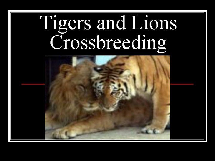 Tigers and Lions Crossbreeding 