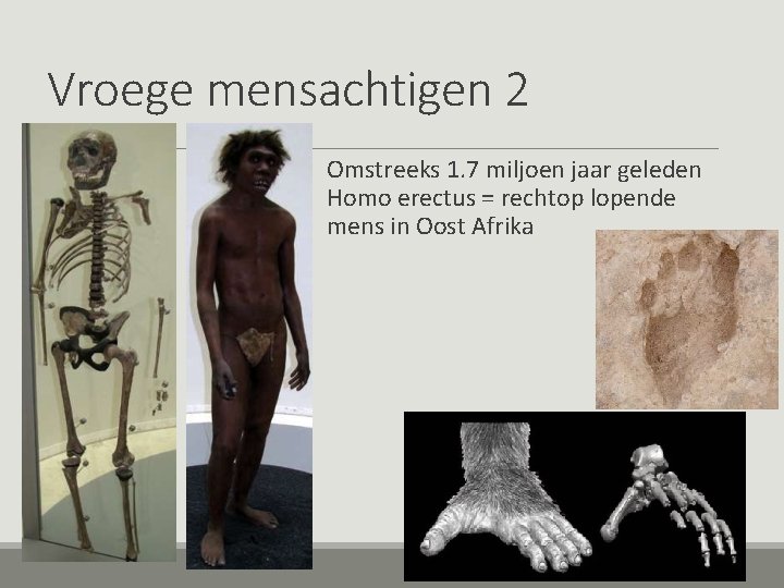 Vroege mensachtigen 2 Omstreeks 1. 7 miljoen jaar geleden Homo erectus = rechtop lopende
