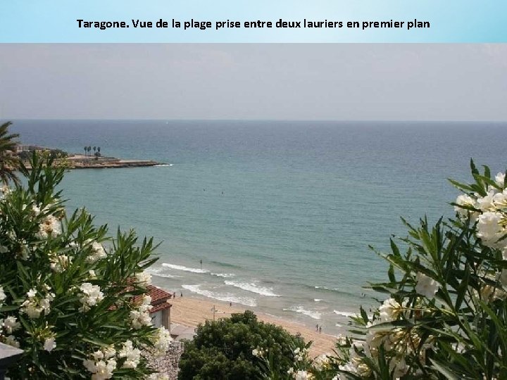 Taragone. Vue de la plage prise entre deux lauriers en premier plan 