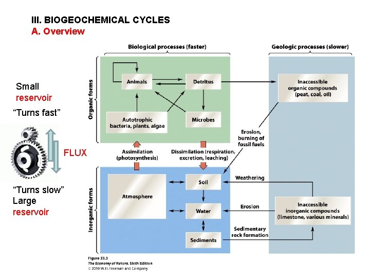 III. BIOGEOCHEMICAL CYCLES A. Overview Small reservoir “Turns fast” FLUX “Turns slow” Large reservoir III. BIOGEOCHEMICAL CYCLES A. Overview Small reservoir “Turns fast” FLUX “Turns slow” Large reservoir