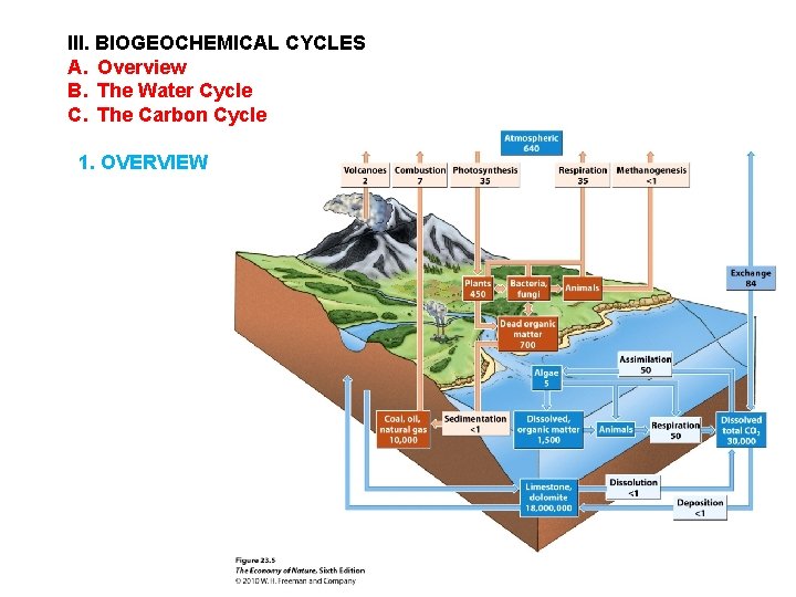 III. BIOGEOCHEMICAL CYCLES A. Overview B. The Water Cycle C. The Carbon Cycle 1. III. BIOGEOCHEMICAL CYCLES A. Overview B. The Water Cycle C. The Carbon Cycle 1.