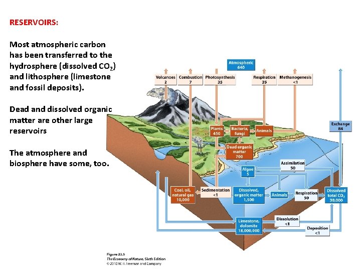 RESERVOIRS: Most atmospheric carbon has been transferred to the hydrosphere (dissolved CO 2) and RESERVOIRS: Most atmospheric carbon has been transferred to the hydrosphere (dissolved CO 2) and