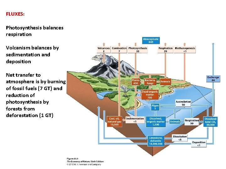 FLUXES: Photosynthesis balances respiration Volcanism balances by sedimentation and deposition Net transfer to atmosphere FLUXES: Photosynthesis balances respiration Volcanism balances by sedimentation and deposition Net transfer to atmosphere