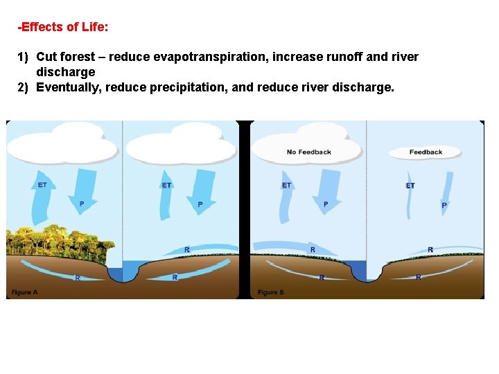 -Effects of Life: 1) Cut forest – reduce evapotranspiration, increase runoff and river discharge -Effects of Life: 1) Cut forest – reduce evapotranspiration, increase runoff and river discharge
