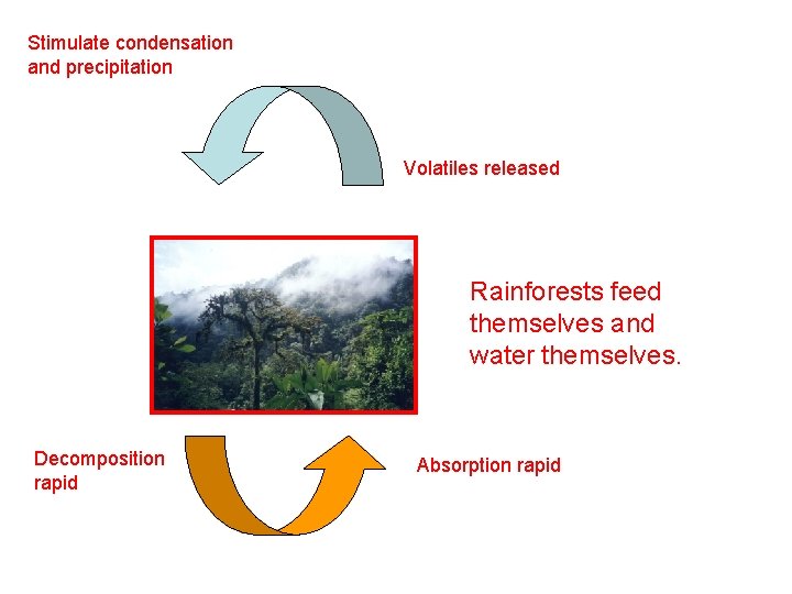 Stimulate condensation and precipitation Volatiles released Rainforests feed themselves and water themselves. Decomposition rapid Stimulate condensation and precipitation Volatiles released Rainforests feed themselves and water themselves. Decomposition rapid