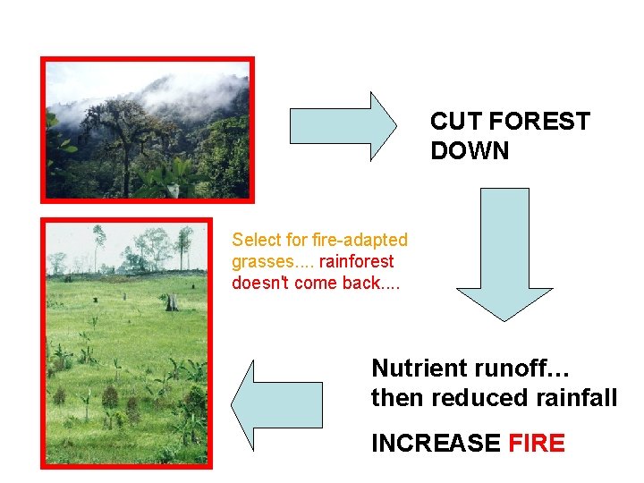 CUT FOREST DOWN Select for fire-adapted grasses. . rainforest doesn't come back. . Nutrient CUT FOREST DOWN Select for fire-adapted grasses. . rainforest doesn't come back. . Nutrient