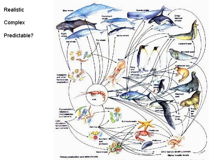 Realistic Complex Predictable? Realistic Complex Predictable?