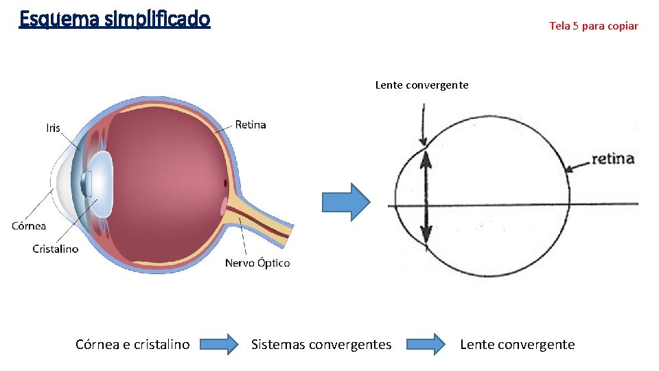 Esquema simplificado Tela 5 para copiar Lente convergente Córnea e cristalino Sistemas convergentes Lente