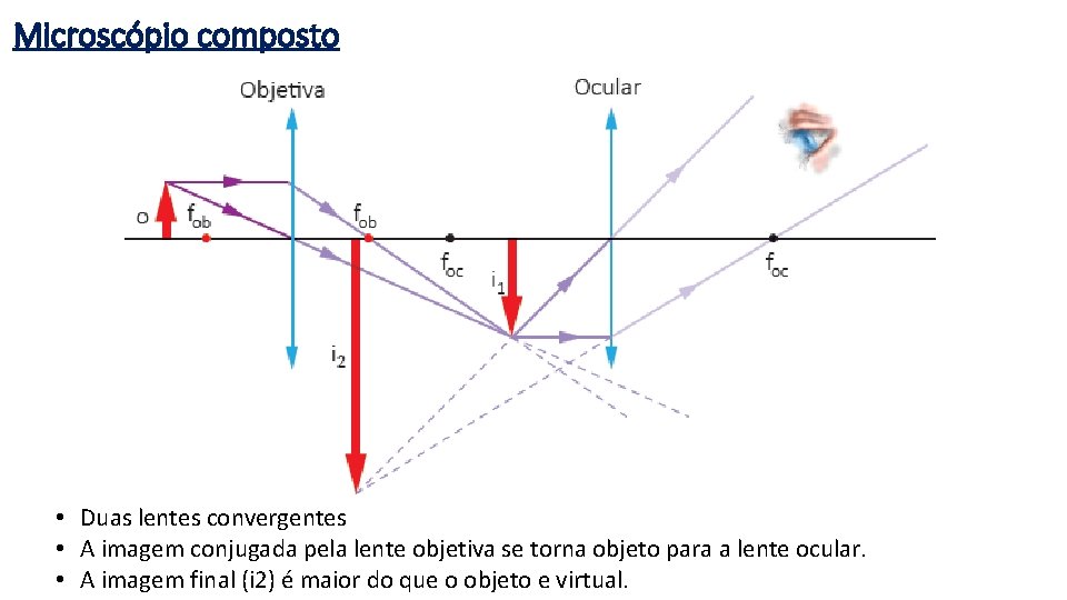 Microscópio composto • Duas lentes convergentes • A imagem conjugada pela lente objetiva se