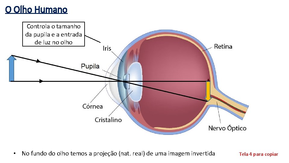 O Olho Humano Controla o tamanho da pupila e a entrada de luz no