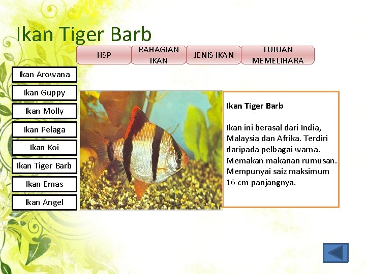 Ikan Tiger Barb BAHAGIAN HSP IKAN JENIS IKAN TUJUAN MEMELIHARA Ikan Arowana Ikan Guppy