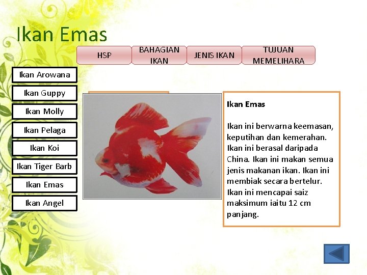 Ikan Emas HSP BAHAGIAN IKAN JENIS IKAN TUJUAN MEMELIHARA Ikan Arowana Ikan Guppy Ikan