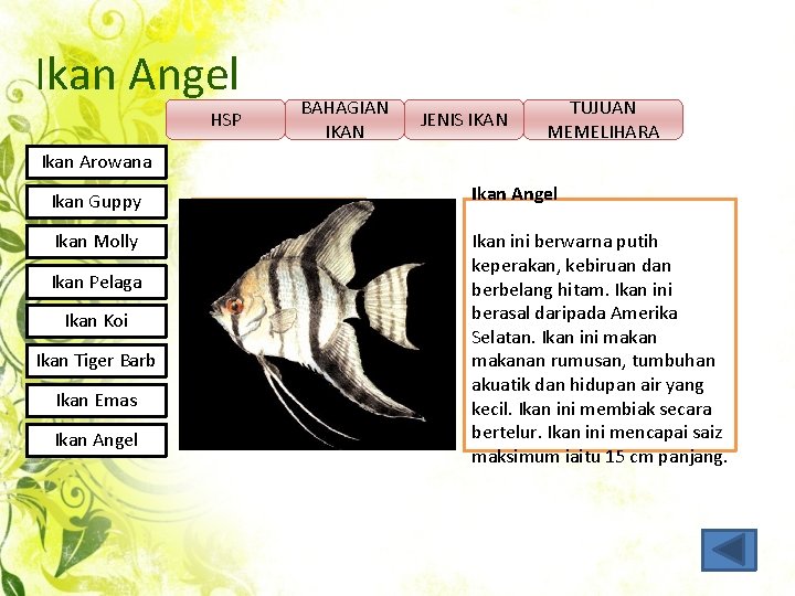 Ikan Angel HSP BAHAGIAN IKAN JENIS IKAN TUJUAN MEMELIHARA Ikan Arowana Ikan Guppy Ikan