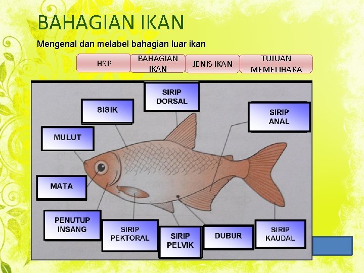 BAHAGIAN IKAN Mengenal dan melabel bahagian luar ikan HSP BAHAGIAN IKAN JENIS IKAN TUJUAN
